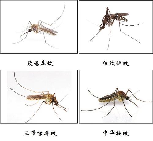 花蚊子是对一种全身带有白色斑点蚊子的通俗叫法,学名叫白纹伊蚊,属于