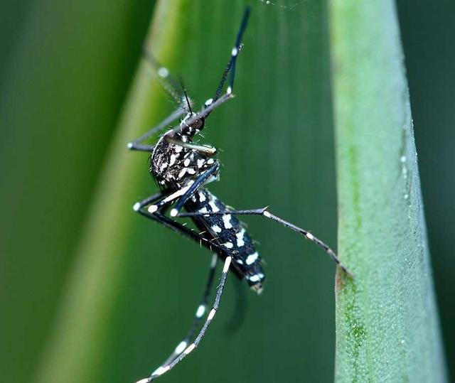 为什么说花蚊子是四十年来对我国影响较大的入侵物种之一