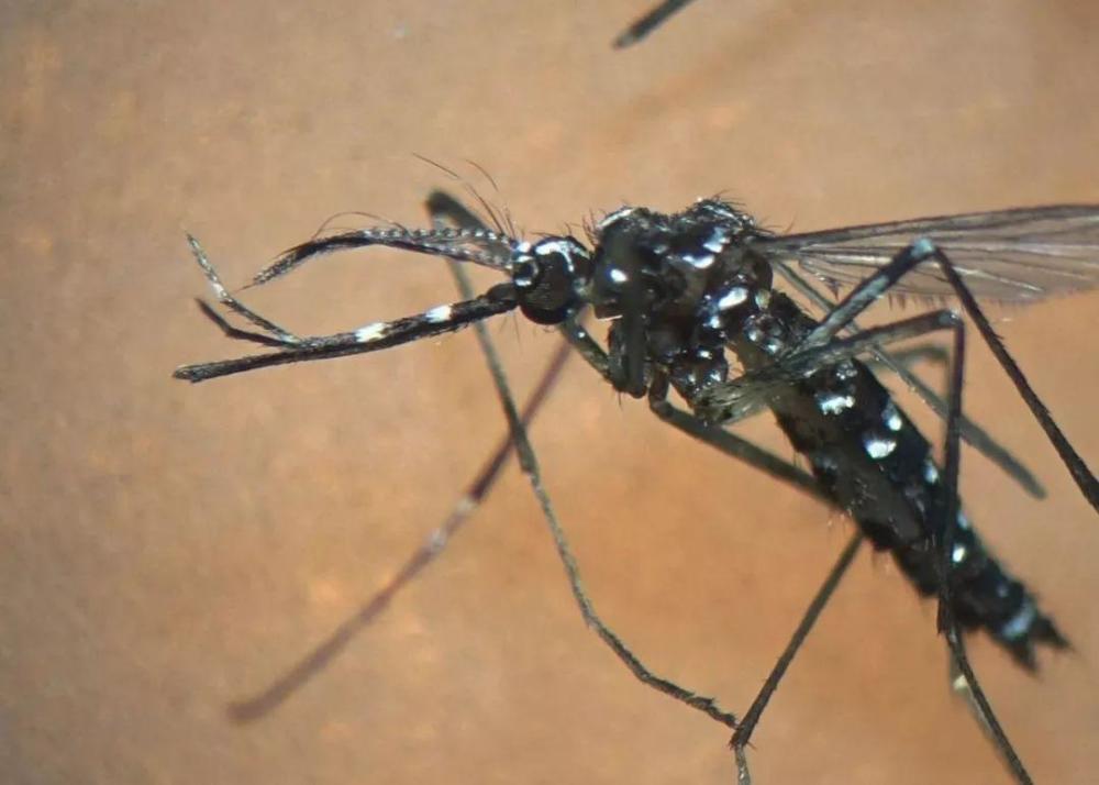 为什么说花蚊子是四十年来对我国影响较大的入侵物种之一