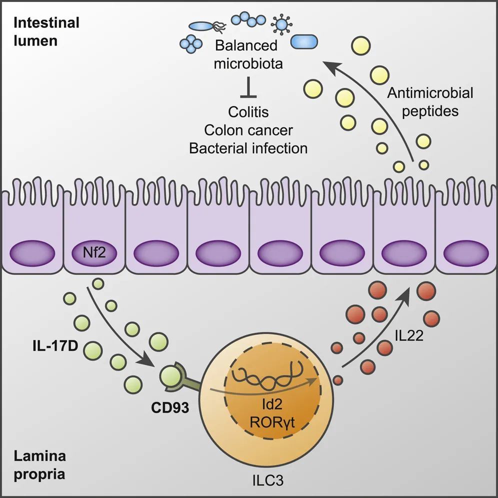 immunity清华大学董晨院士团队首次发现il17d受体并揭示其功能
