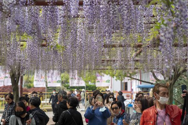 上海:紫藤花開引遊人