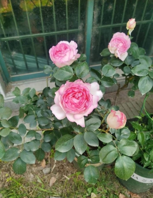 阳台养花,养棵"芳香催眠"吧,花似牡丹,清香四溢,四季有花看