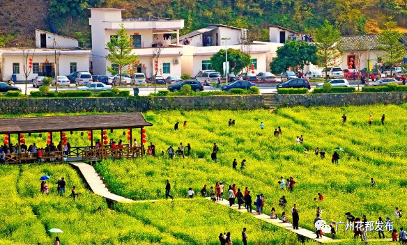 梯面镇红山村油菜花盛开,成为乡村游的热门景点.