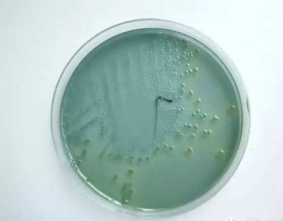 南美白对虾弧菌如何防控?这有预防小妙招!