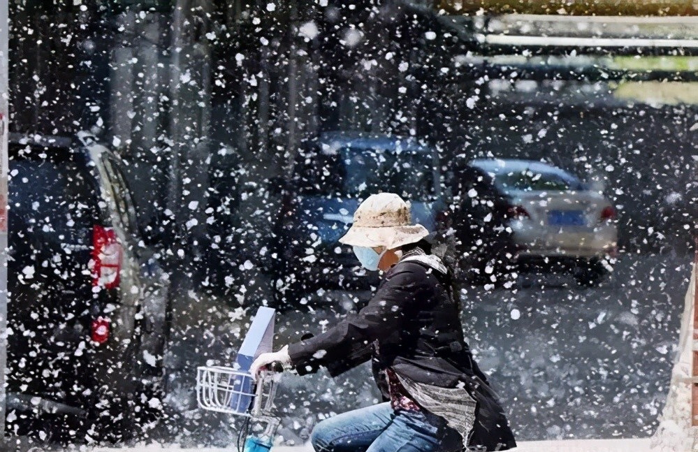 今年合肥为什么没看到柳絮纷飞