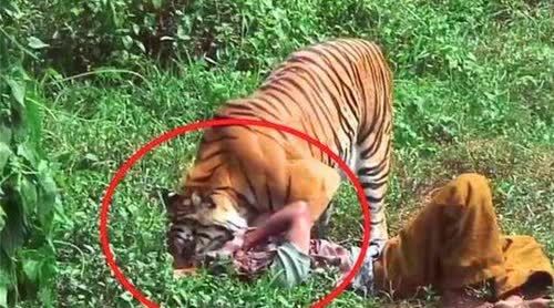 查姆帕瓦特来到印度之后变得特别的聪明,一般的老虎都是晚上出来觅食