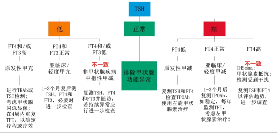 tsht3t4这么多甲状腺指标怎么选