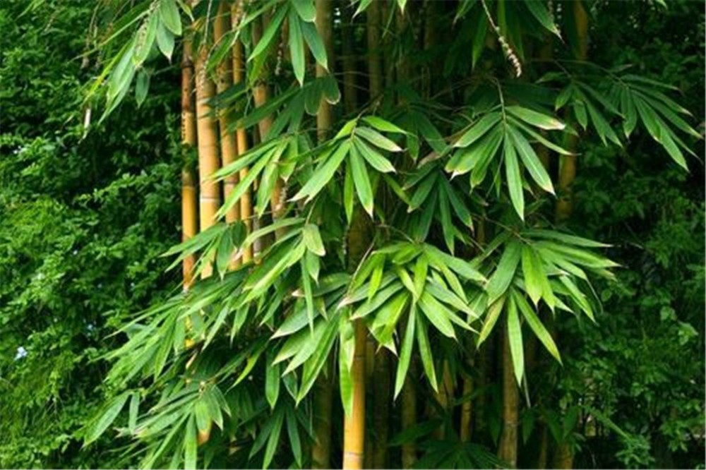 竹子开花马上搬家竹子开花真的预示有大灾要发生吗