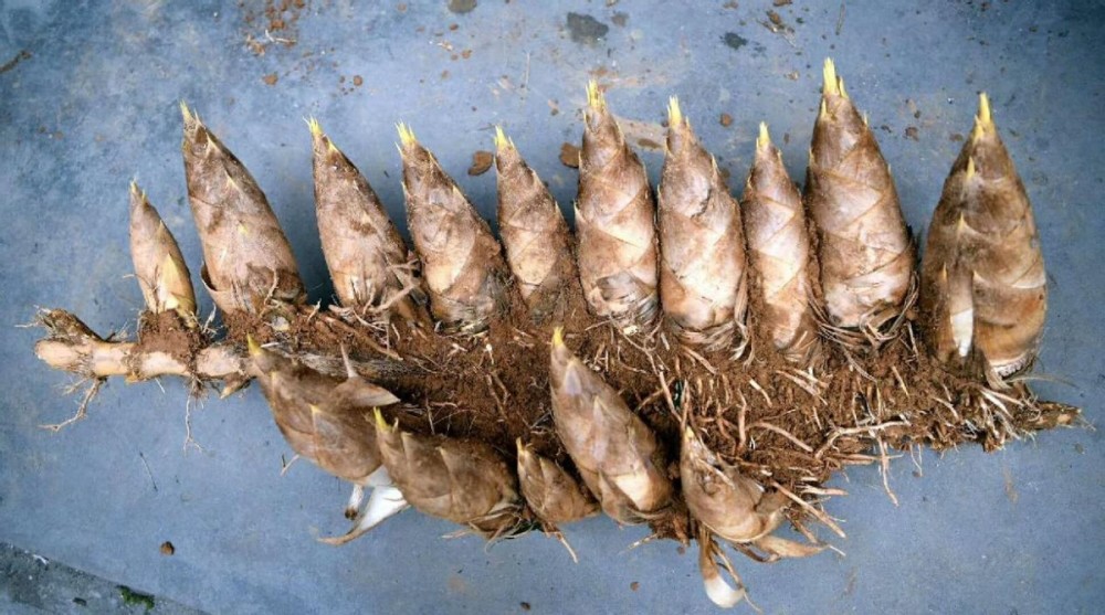 竹子开花马上搬家竹子开花真的预示有大灾要发生吗