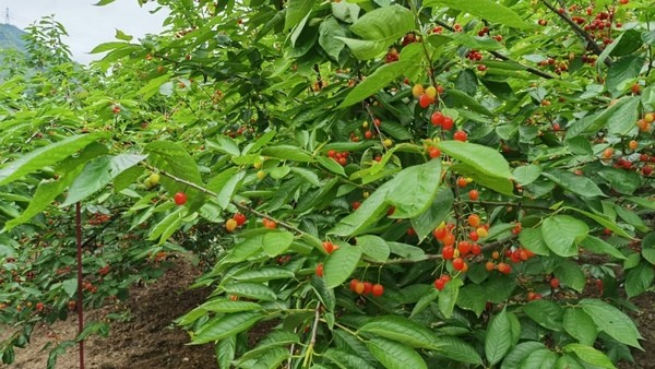 4月12日,筆者走進修文縣大石布依族鄉高坪村櫻桃種植基地,成片的櫻桃