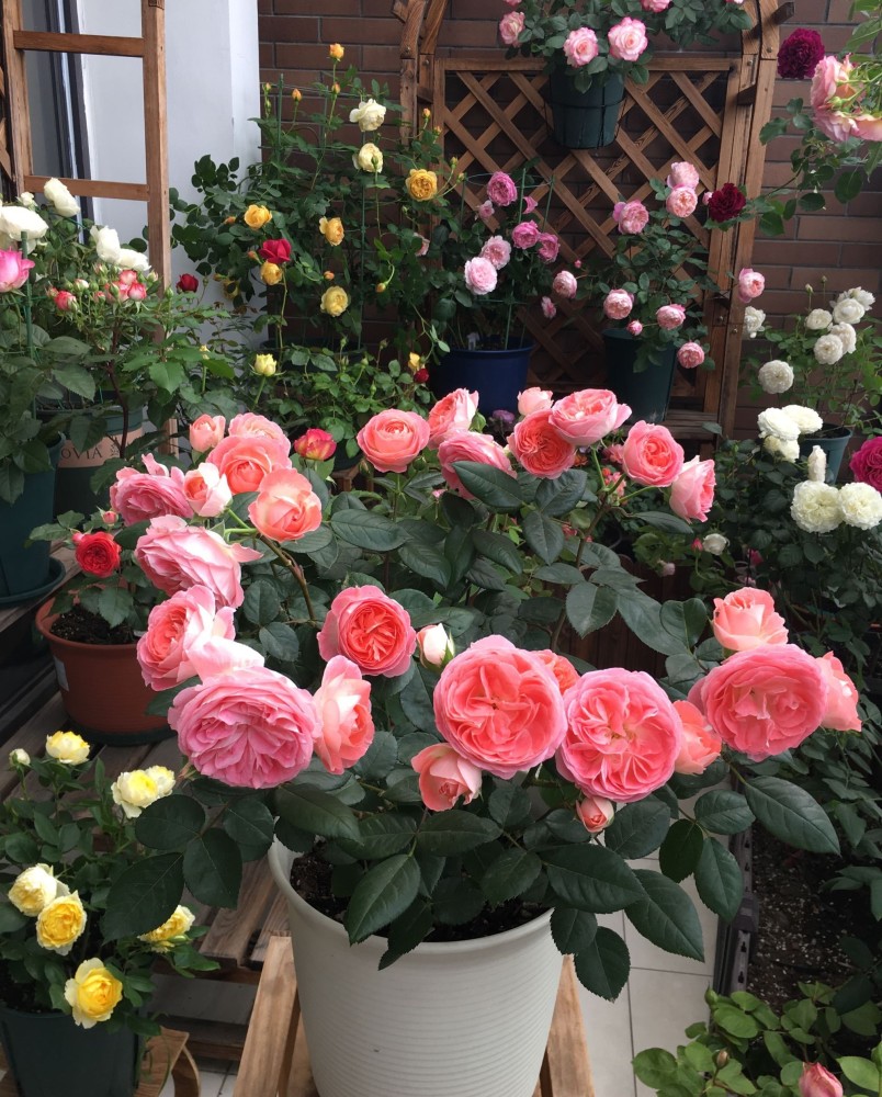 诺娃王阳台为阳台而生的盆栽花木花朵又香又美四季都有花开