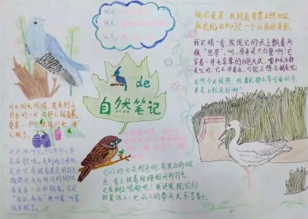 关注地球健康,记录你独一无二的专属观鸟自然笔记吧~世界地球日