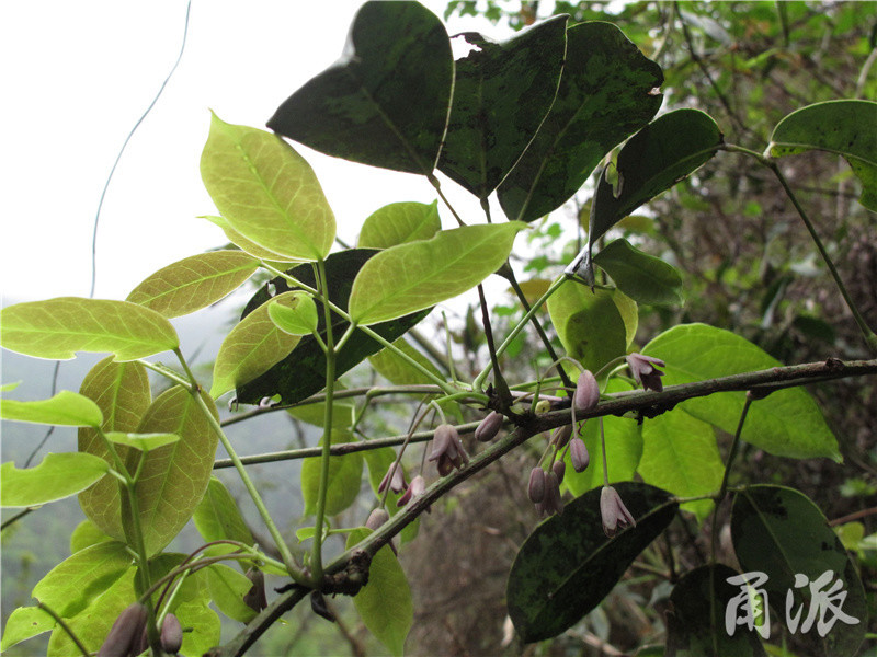 四明棲霞坑天然百草園