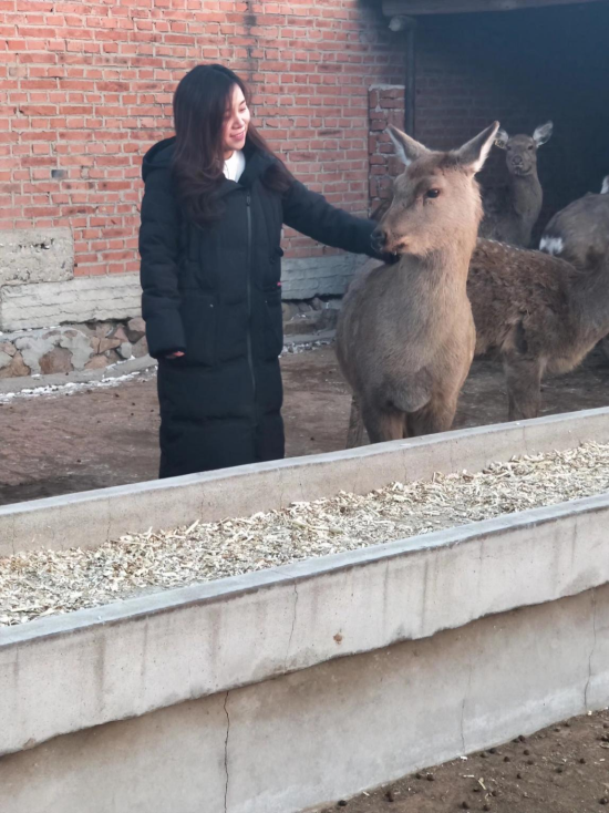 由于王娇的父母都是从养鹿开始做鹿产品生意的人