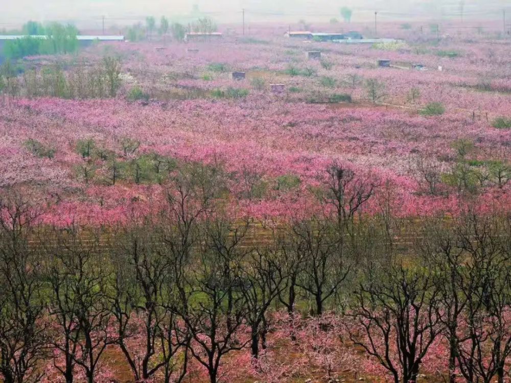 雪芹故里魅力丰润来京东龙泉谷赏桃花