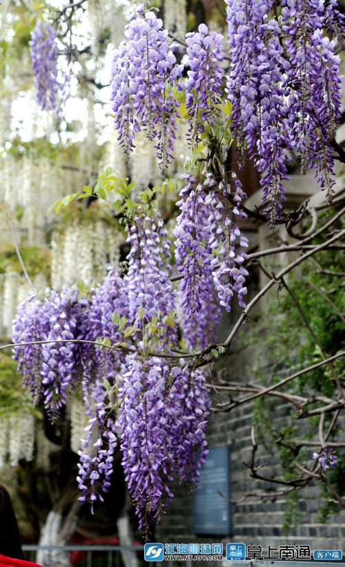 南通百年紫藤花再开如梦似幻引游人驻足