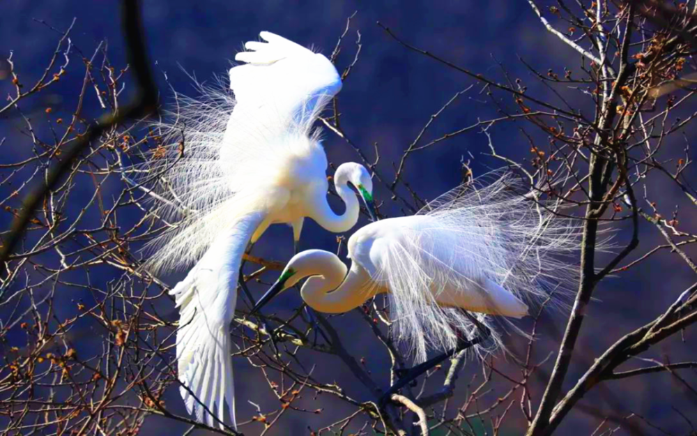 宽甸白鹭引客来 腾讯新闻