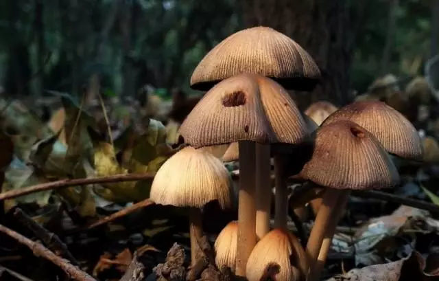 中国十大有毒蘑菇,你认识几种?