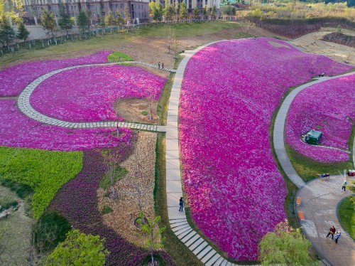 济南龙鼎大道大片福禄考花盛开美丽的花海奇观成了网红打卡地