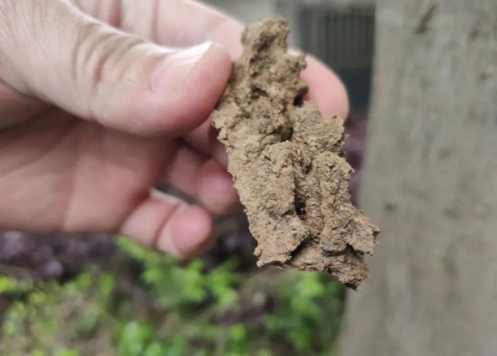 麻头皮六安这个小区树木遭白蚁啃噬