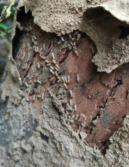 麻头皮六安这个小区树木遭白蚁啃噬