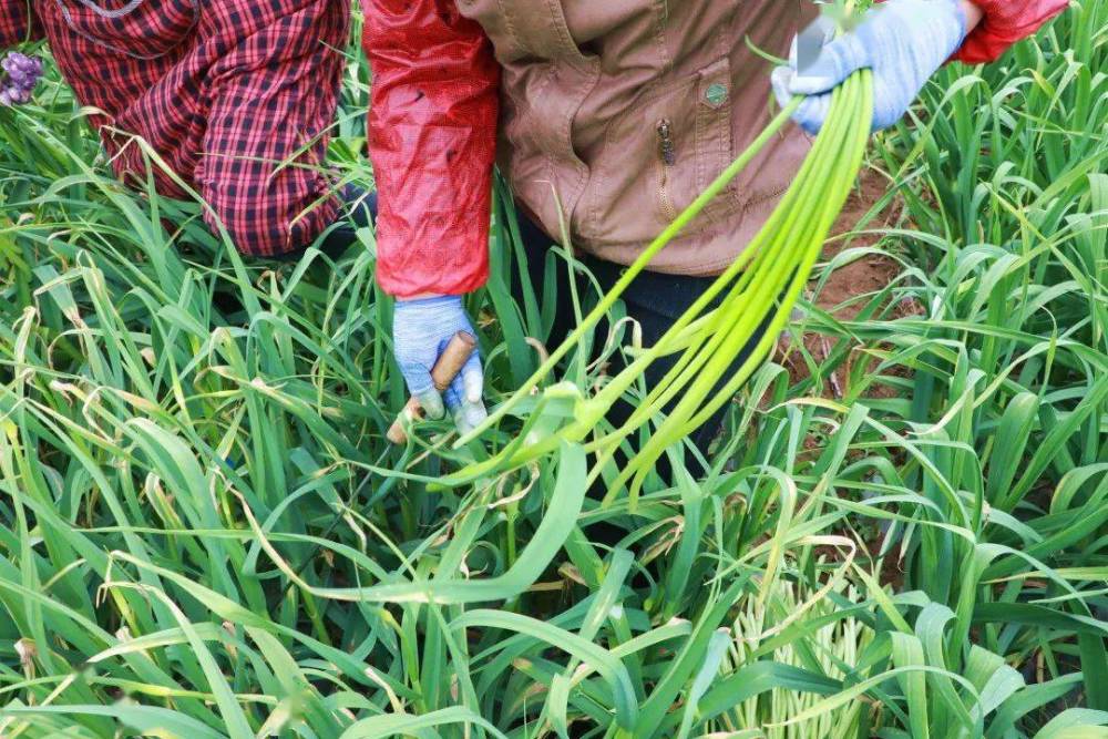 農民種大蒜確定蒜薹採收期有妙招蒜頭和蒜薹雙豐收