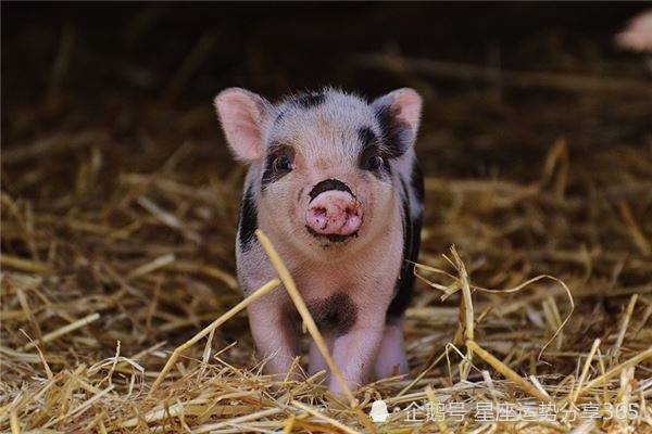 1995年属猪人属相婚配95年属猪和什么属相最配 腾讯新闻