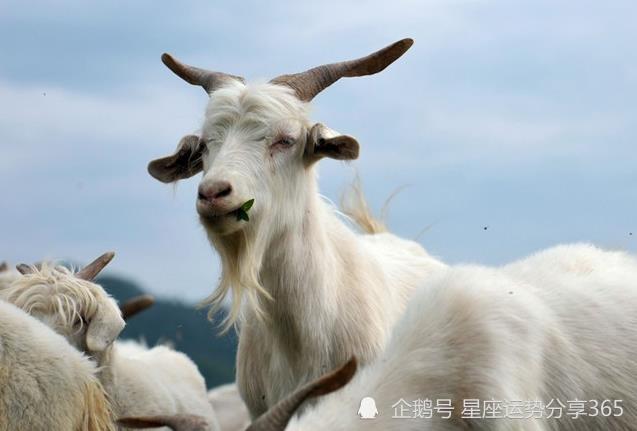 21年生肖属羊的几岁21年属羊的周岁 腾讯新闻