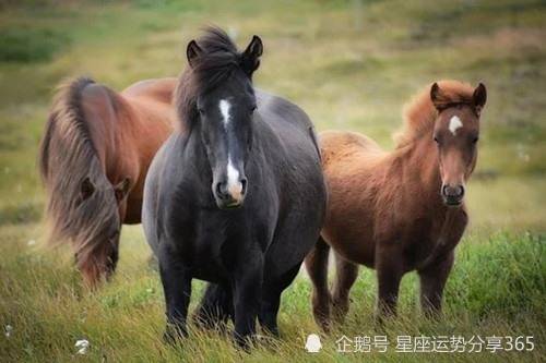 屬馬人2021年每月運勢2021年生肖馬運勢大全