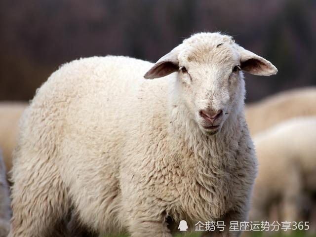 天蝎座男和白羊座女恋爱会有结果吗姻缘指数分析 腾讯新闻