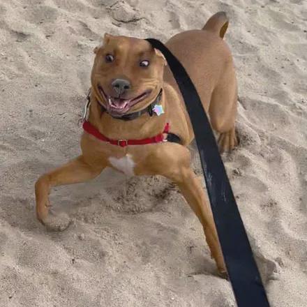 养孩子就别养二哈了,挺废孩子的!