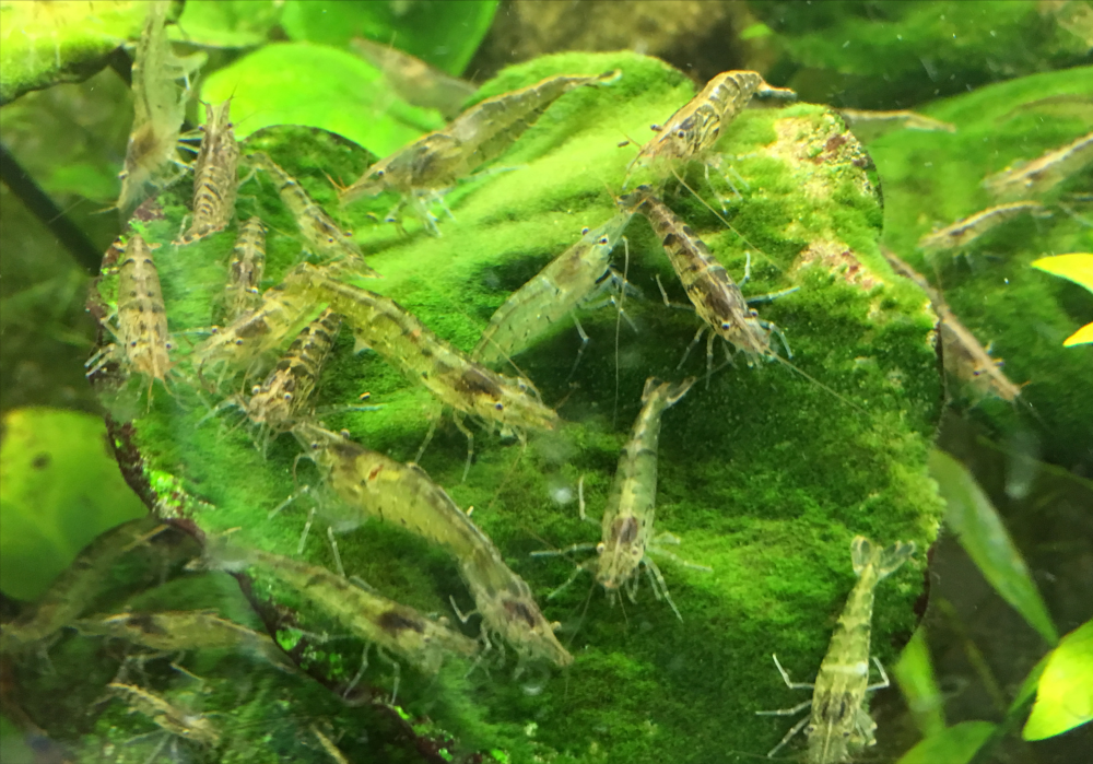 水草缸鱼缸黑壳虾的饲养投放方法你做对了吗我来告诉你