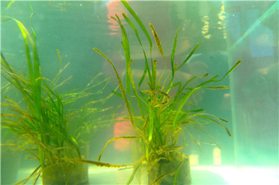 海底种草修复海草床探索建设海洋绿洲取得初步成果