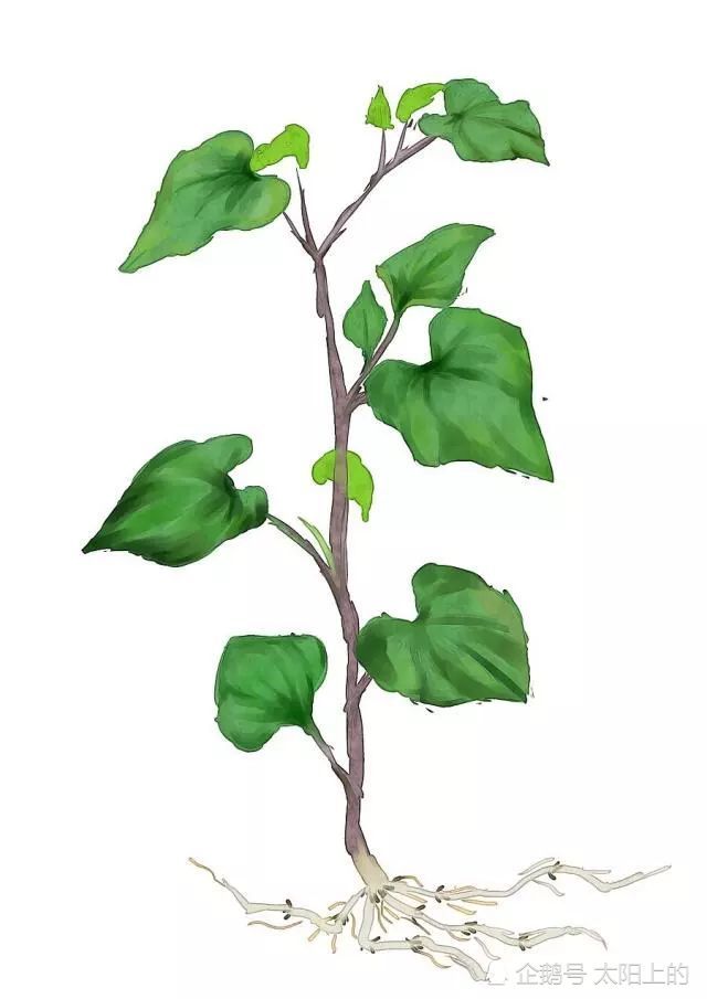 抗癌常用中草药之鱼腥草