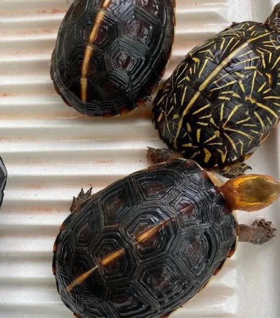 【金龟日记】饲养出高背黄缘龟的秘诀在这里