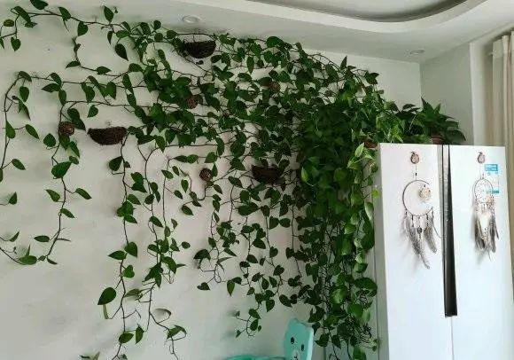 绿萝养好了,可以爬满墙,别人家的绿萝很壮,我家的很弱小_腾讯新闻