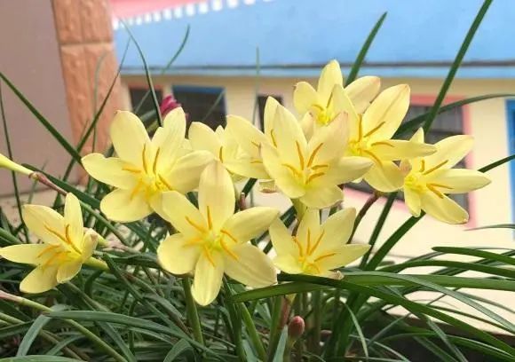 這花長得像大蒜夏天開花超多放在露臺上風吹雨淋都不怕