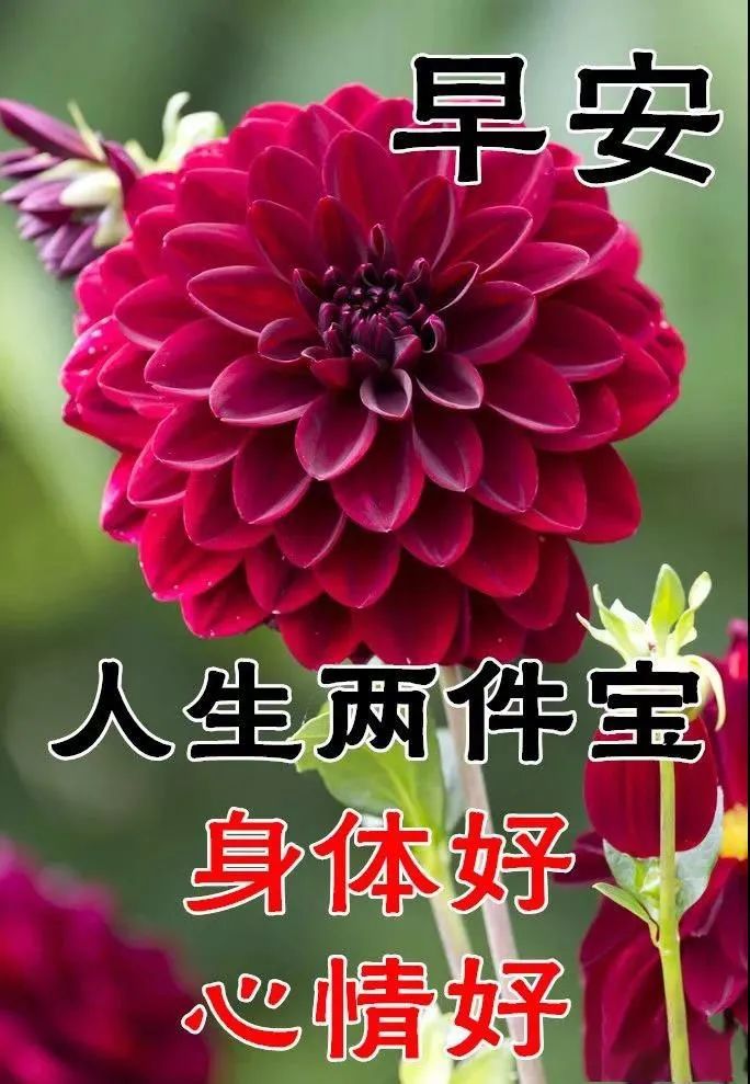 8张创意漂亮早上好动态表情鲜花图片夏天早晨好动图美图大全