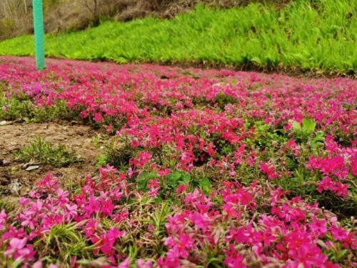 花語若合你意我深感幸福鳳縣芝櫻花已開靜待知音來