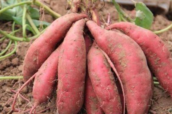 红薯栽培季只需3招让你家的红薯优质高产皮色好值得收藏