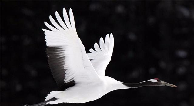 美国国鸟是白头海雕,法国国鸟是高卢雄鸡,