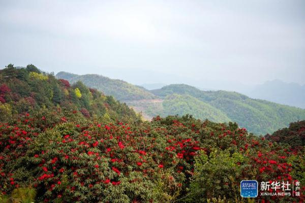 貴州赫章松林坡鄉杜鵑花開引客來