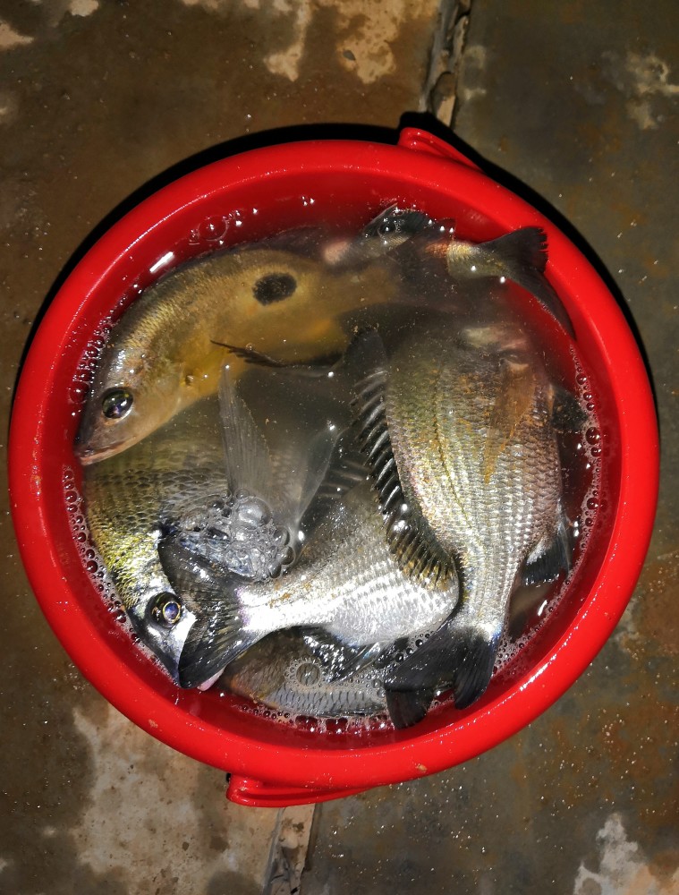 黑鯛魚和火點魚最後說一下海魚吃餌和淡水魚吃餌的差別,知道了這個