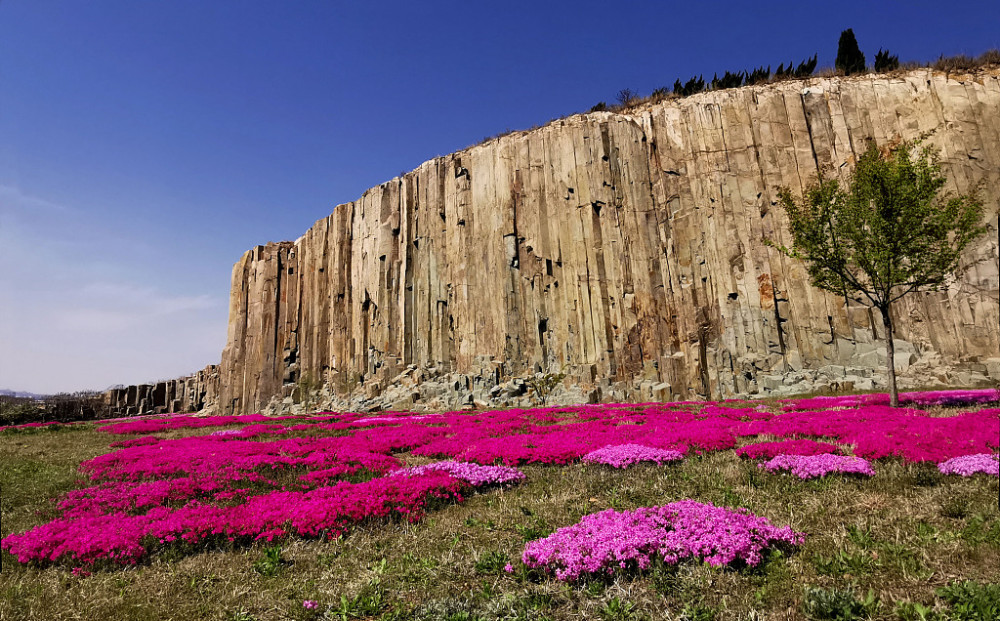 青島即墨馬山石林山花爛漫