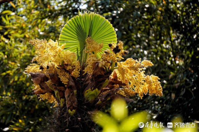 花開齊魯好似一串串穀穗濟南大明湖棕樹開花的樣子你見過嗎