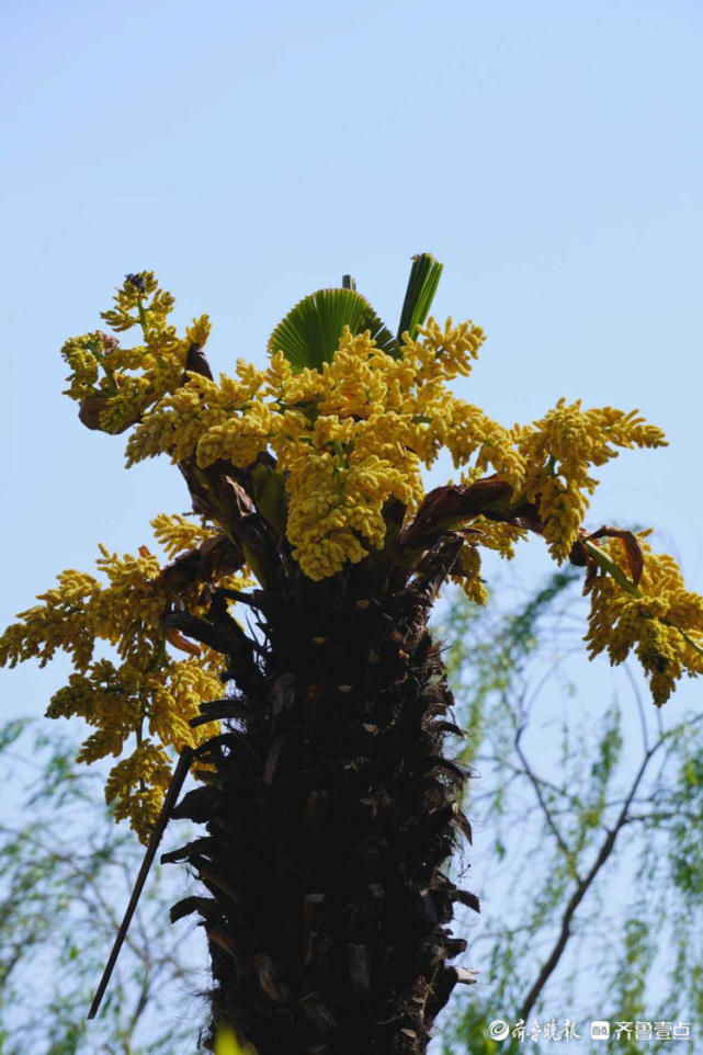 济南大明湖棕树开花的样子你见过吗?|大明湖|棕树|齐鲁壹点情报站