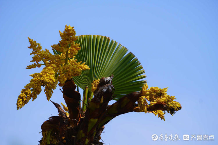 花開齊魯好似一串串穀穗濟南大明湖棕樹開花的樣子你見過嗎