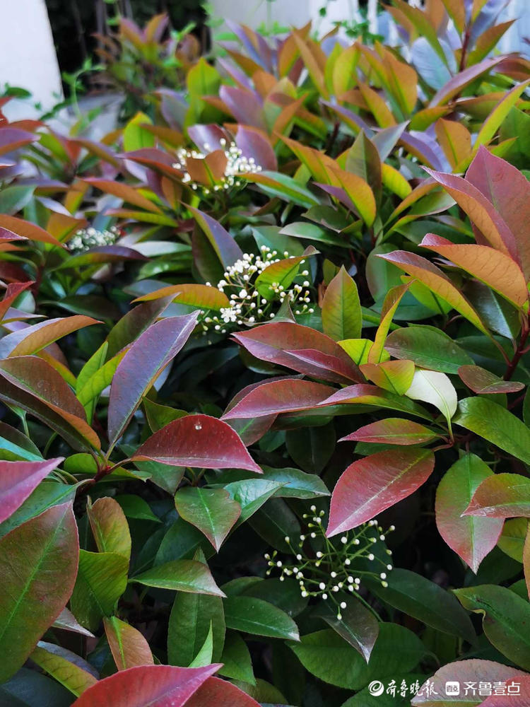 花開齊魯真假冬青難辨別街邊開滿小白花的紅葉石楠你可見過