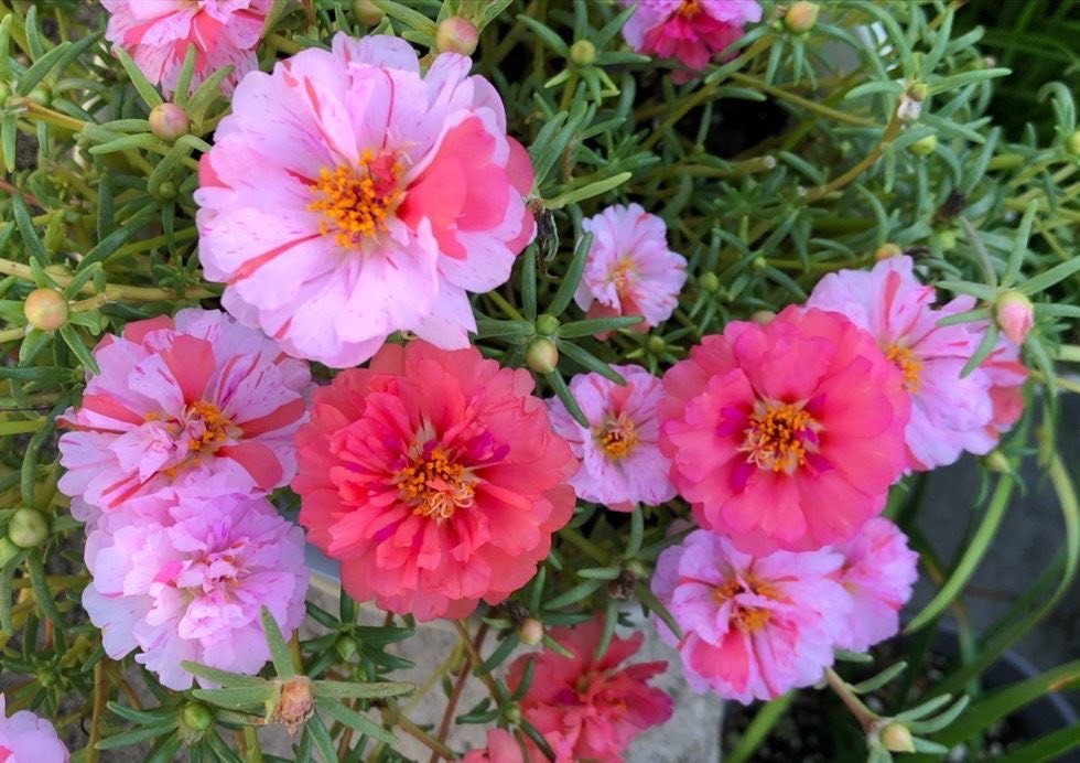 死不了花(庭院适合种植什么花和树)