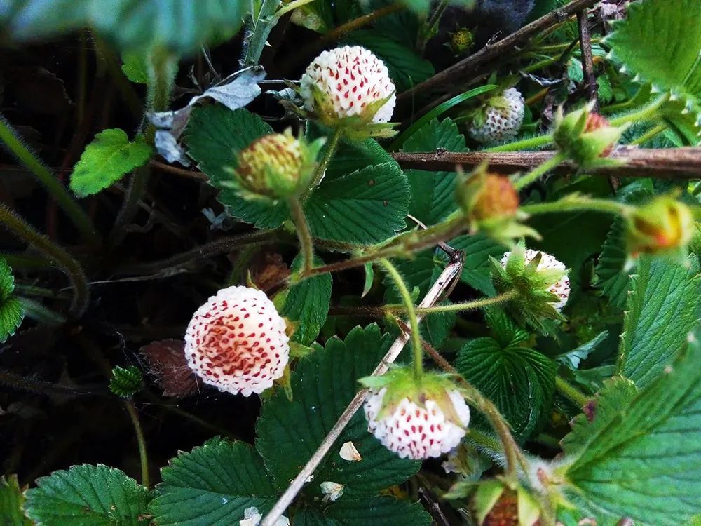 农村4种野草莓第1种常说蛇吃的有毒第4种是贵族草莓